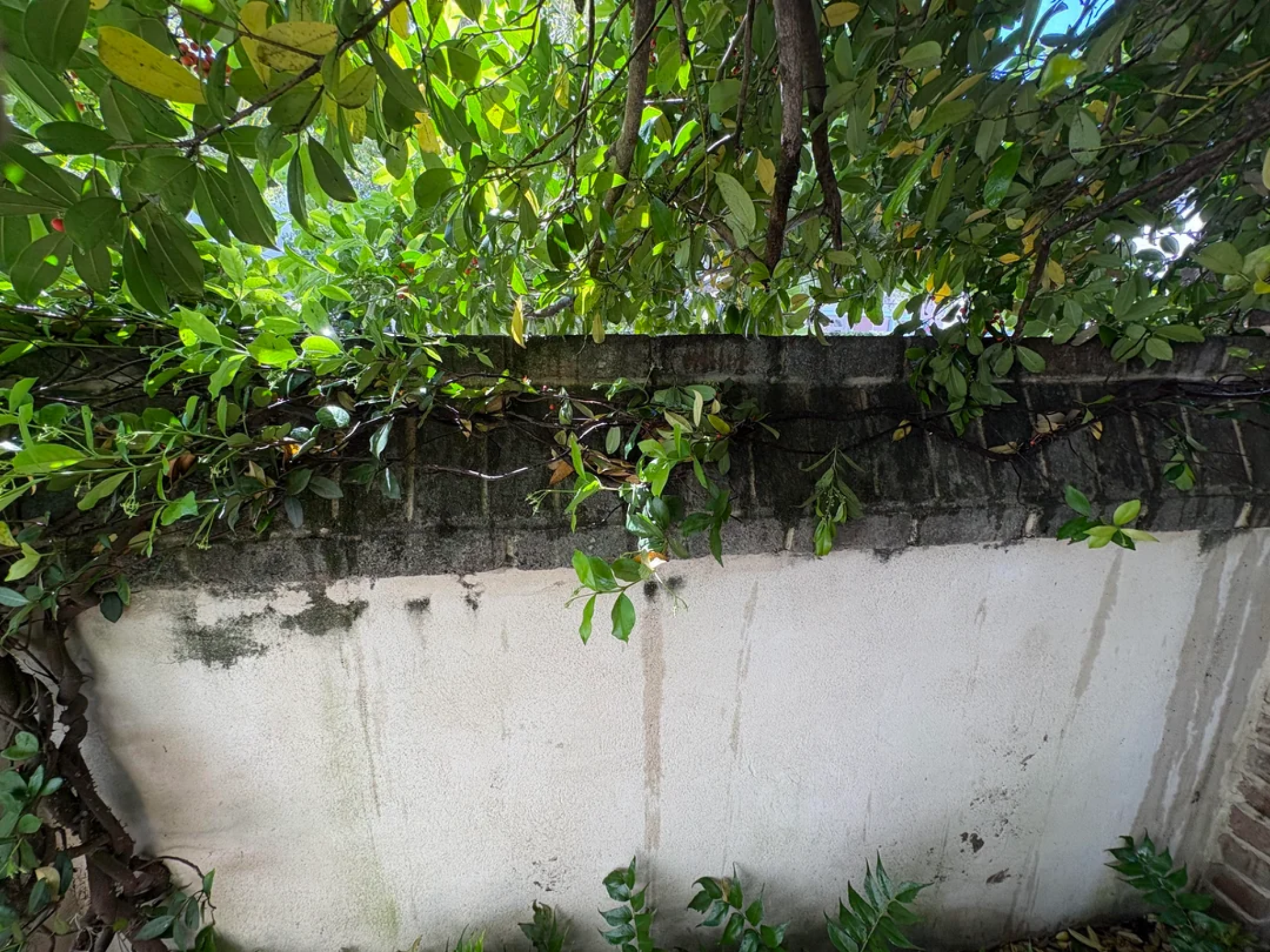 Dirty wall before soft washing